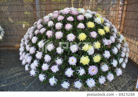 Kameido Tenjin Kikuhana Exhibition 8923286