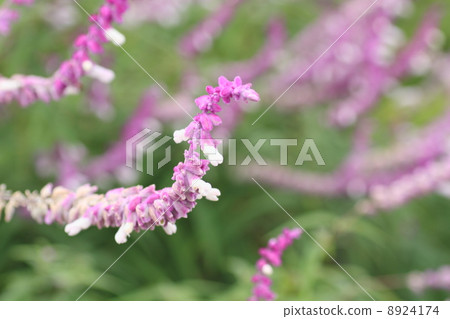 丹參花 丹參花 8924174