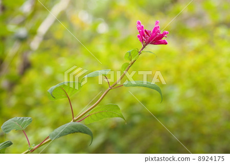 丹參花 8924175
