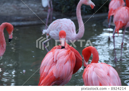 火烈鳥 8924214