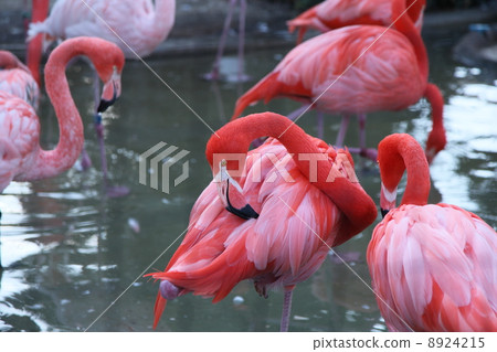 火烈鳥 8924215