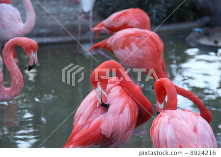 Flamingo  8924216