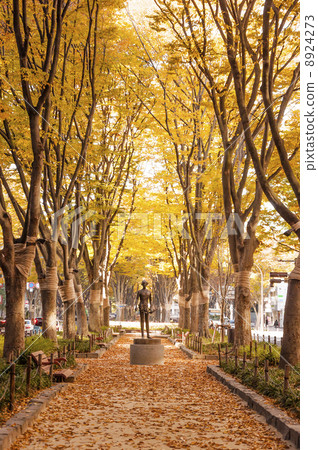 Zelkova trees on the Jozenji Temple in autumn 8924273