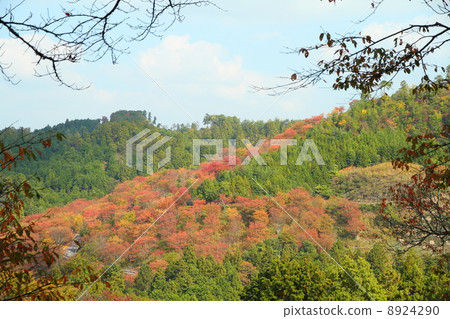 著色樹秋葉 8924290