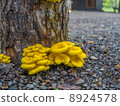 Wormwood mushroom 8924578