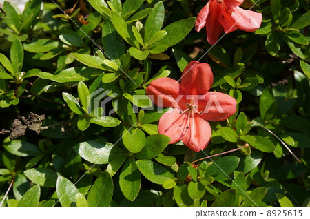 Garden June azalea 8925615