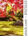 Autumn leaves 8925620