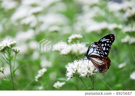 Asagi madara 8925687