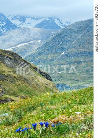 alpine flowers on summer mountainside 8925720
