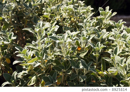 耶路撒冷聖人 8925814