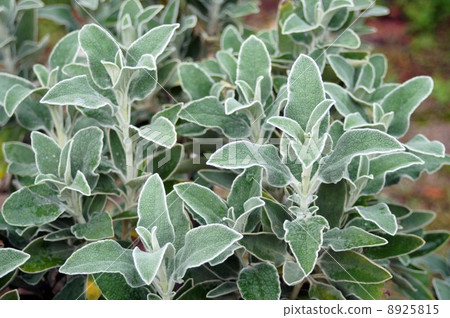 耶路撒冷聖人 8925815