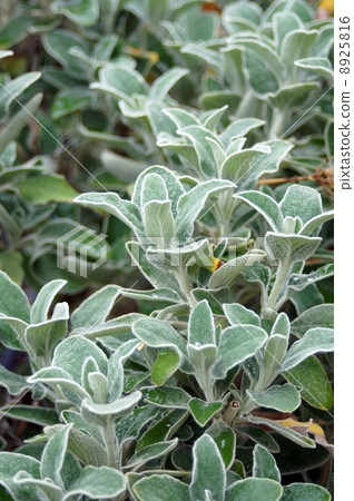 耶路撒冷聖人 8925816