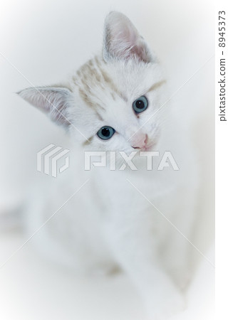 Cat 8945373