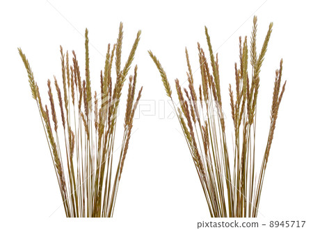 Beach grass (Ammophila arenaria) Beach grass (Ammophila arenaria) 8945717