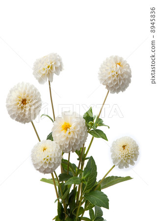 White dahlias 8945836