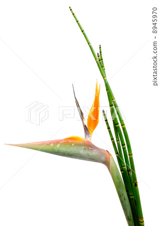 Strelitzia Reginae and reed 8945970