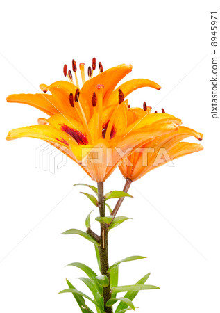 Orange lilies 8945971