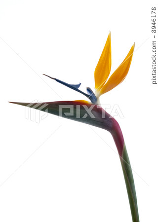 Bird of paradise flower (Strelitzia reginae) isolated on white b Bird of paradise flower (Strelitzia reginae) isolated on white b 8946178