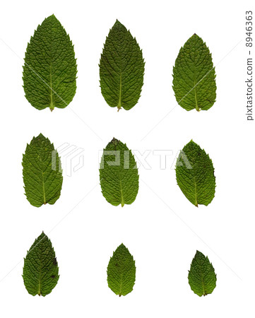 Green mint leafs Green mint leafs 8946363
