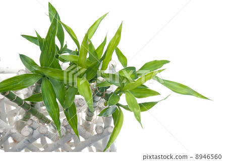 Green bamboo leaves detail Green bamboo leaves detail 8946560