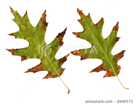 Oak leaves 8946573