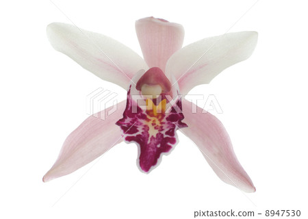 Pink orchid Pink orchid 8947530