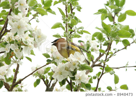 Yellow cedar waxwing in tree 8948473