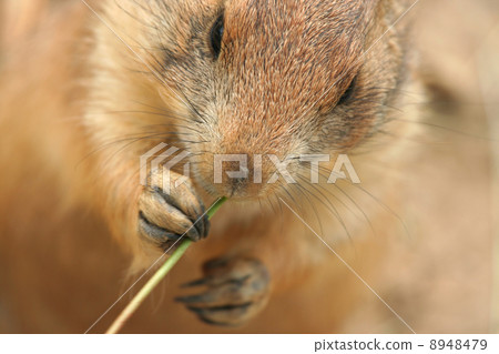 Prairie dog eating grass Prairie dog eating grass 8948479