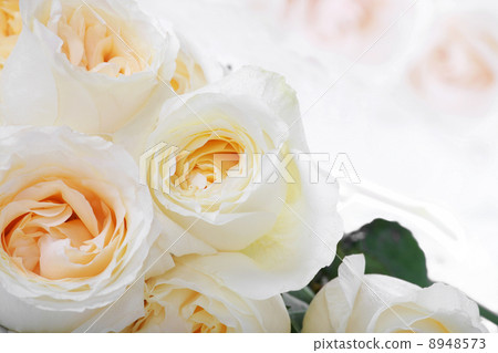 White roses with yellow centers White roses with yellow centers 8948573