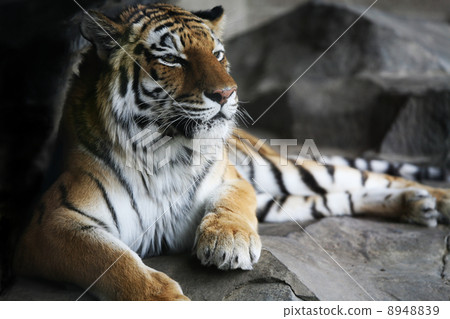 Handsome tiger resting Handsome tiger resting 8948839