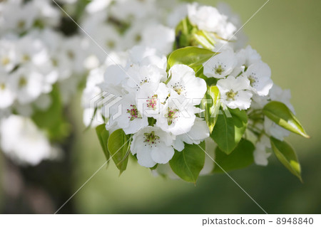 Delicate apple or plum blossoms Delicate apple or plum blossoms 8948840