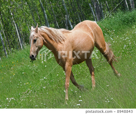 Cream colored horse in field Cream colored horse in field 8948843