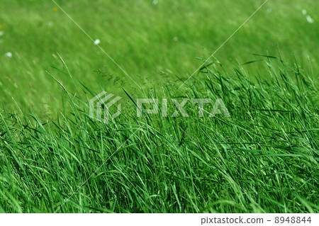 Tall green grass in pasture 8948844