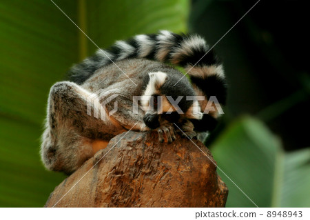 Ringtail lemur sleeping on rock 8948943