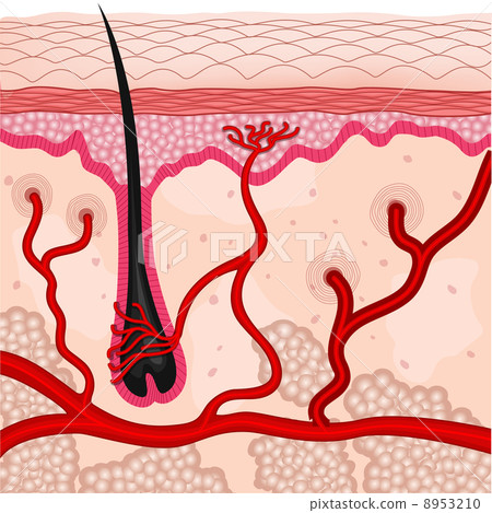 human skin cells - Stock Illustration [8953210] - PIXTA