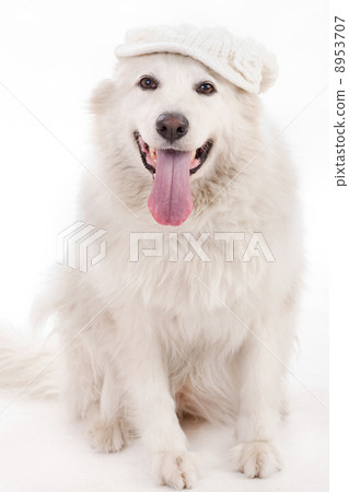 dog sitting on the floor with cap dog sitting on the floor with cap 8953707