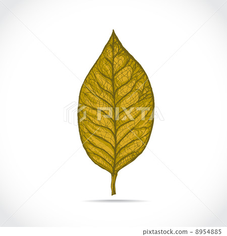Magnolia leaf 8954885