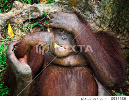 orangutang portrait orangutang portrait 8958686