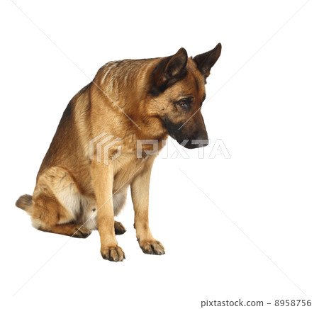 german shepard portrait 8958756