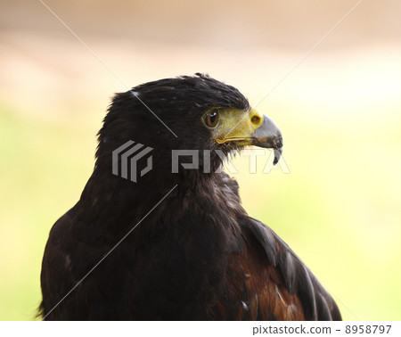 hawk background 8958797