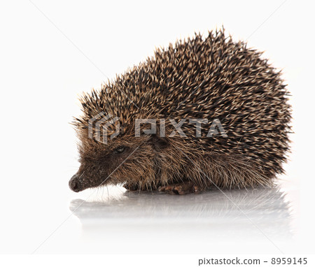 closeup of hedgehog 8959145