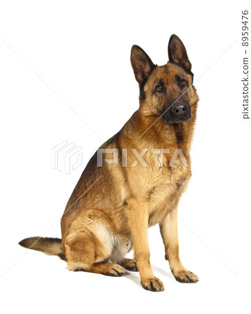 german shepard on white german shepard on white 8959476