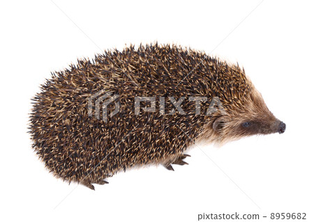 European Hedgehog European Hedgehog 8959682