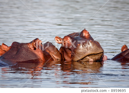 sleeping hippo sleeping hippo 8959695