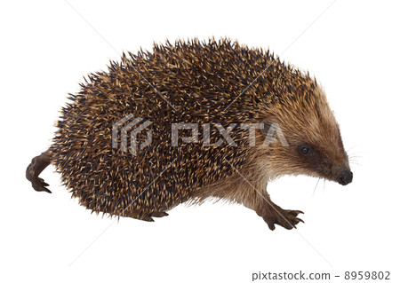 European Hedgehog European Hedgehog 8959802