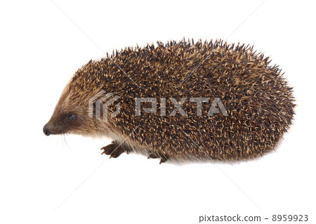 European Hedgehog 8959923