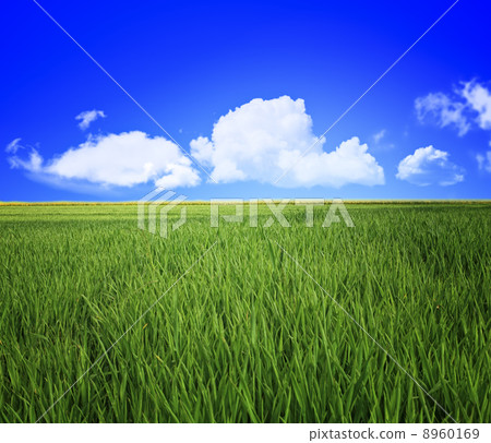 grass field and sky 8960169