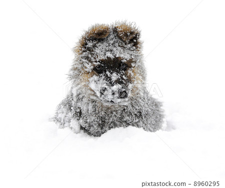german shepherd in the snow 8960295