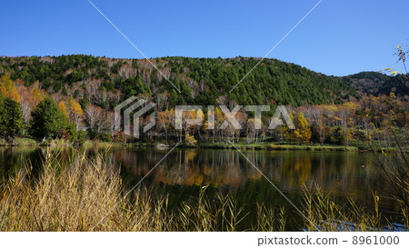 志賀高原Kido池塘的秋天 志賀高原Kido池塘的秋天 8961000