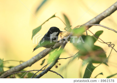 Diet of birds Higara 8961578